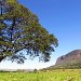 Serra da Canastra