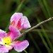 Orquídea da região do Cerrado